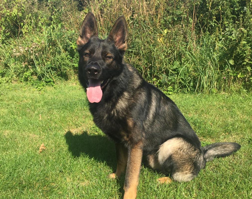 Sabre german shepherd discount